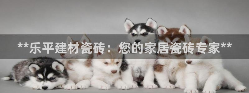 杏鑫平台代理怎么做